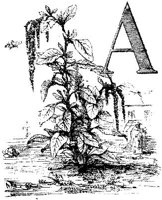 VSI008A.JPG
