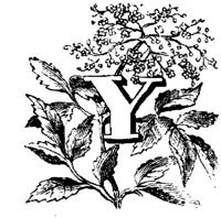 VSI006Y.JPG