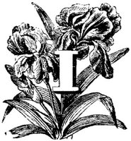 VSI006I.JPG