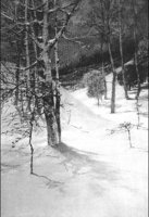 GRAY1287.jpg
