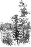 GRAY1276.jpg