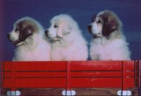 PYRPUPS.GIF