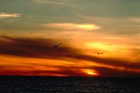 29120068.jpg