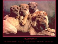SHARPEI.GIF