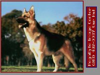 SHEP.GIF