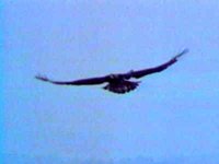 B46965.JPG