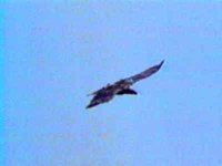 B46964.JPG