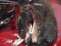 B46072.JPG