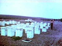 B42160.JPG