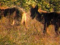 B45707.JPG