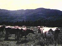 B41323.JPG