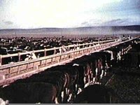 B41322.JPG