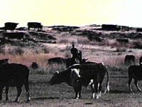 B41317.JPG