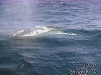 B36923.JPG