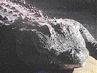 B8176.JPG