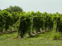 B47221.JPG