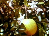 B42159.JPG