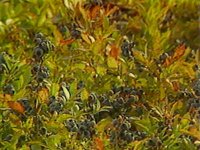 B37205.JPG
