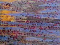 B36501.JPG