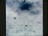 10064740.JPG