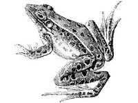 ANML0013.jpg