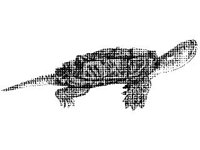 ANML0009.jpg