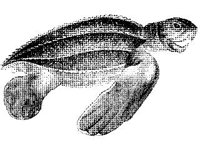 ANML0008.jpg