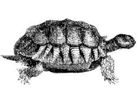 ANML0006.jpg