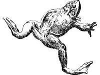 ANML0005.jpg