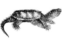 ANML0001.jpg