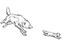 ANML0236.jpg