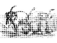 ANML0230.jpg