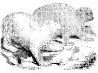 ANML0228.jpg