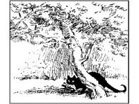 ANML0212.jpg