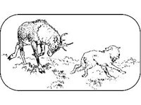 ANML0210.jpg