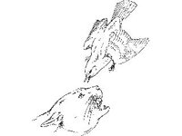 ANML0206.jpg