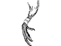 ANML0199.jpg