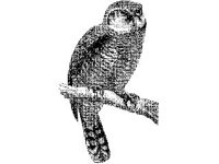 ANML0196.jpg