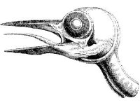 ANML0191.jpg