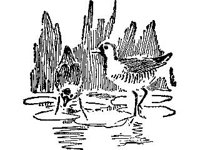 ANML0187.jpg