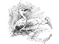 ANML0186.jpg
