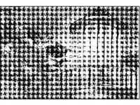 ANML0176.jpg