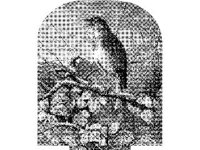 ANML0171.jpg