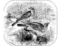 ANML0170.jpg