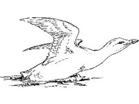 ANML0167.jpg