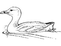 ANML0166.jpg