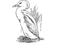 ANML0164.jpg