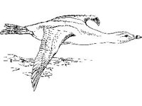 ANML0163.jpg