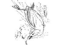 ANML0162.jpg