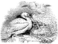 ANML0160.jpg